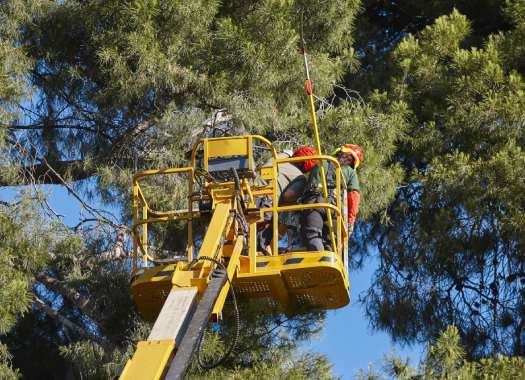 Tree Canopy Reduction Arbor Care Services