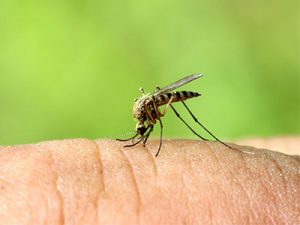 Hotel Resort Tips Get Rid of Mosquitoes Tampa Bay